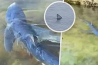 Další žralok ve Španělsku: Rybář predátora natočil u ostrova s oblíbenými plážemi