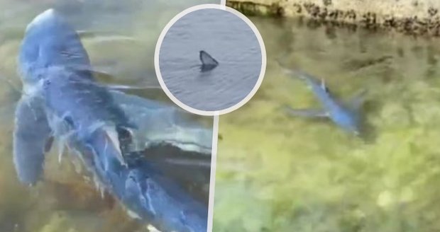 Další žralok ve Španělsku: Rybář predátora natočil u ostrova s oblíbenými plážemi