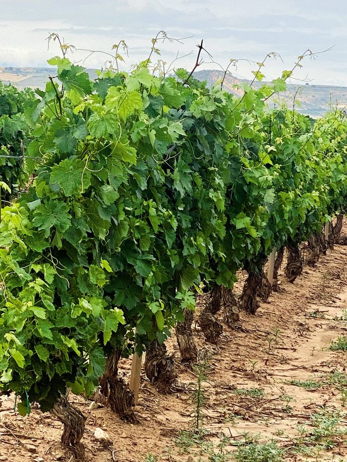 Nekonečné lány zdejších vinic Nekonečné lány zdejších vinic