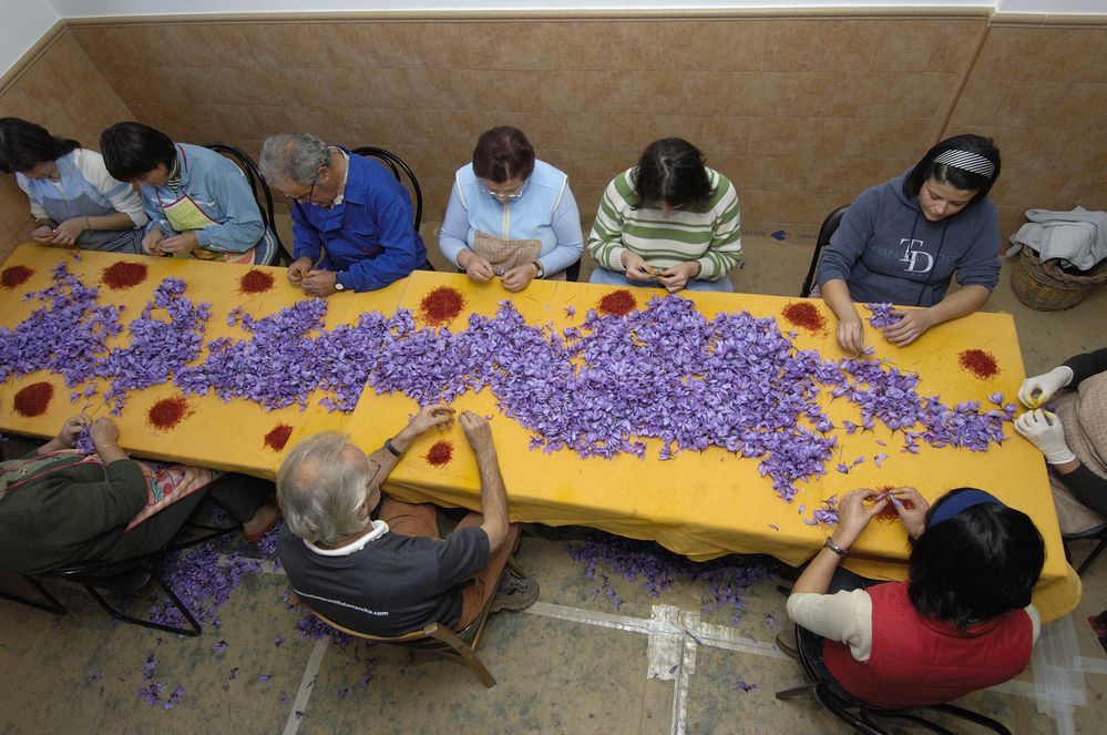 Slavnosti šafránové růže: Asi jediné slavnosti ve Španělsku, při nichž nejde jen o zábavu, ale také o práci