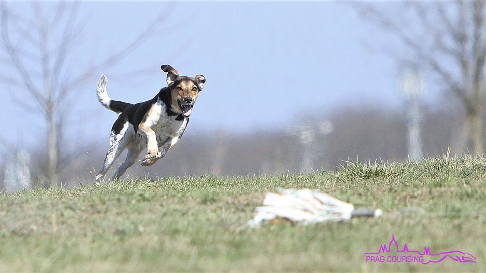 O víkendu 4. a 5. května se u vesničky Ješín konají psí závody Speedmaster.