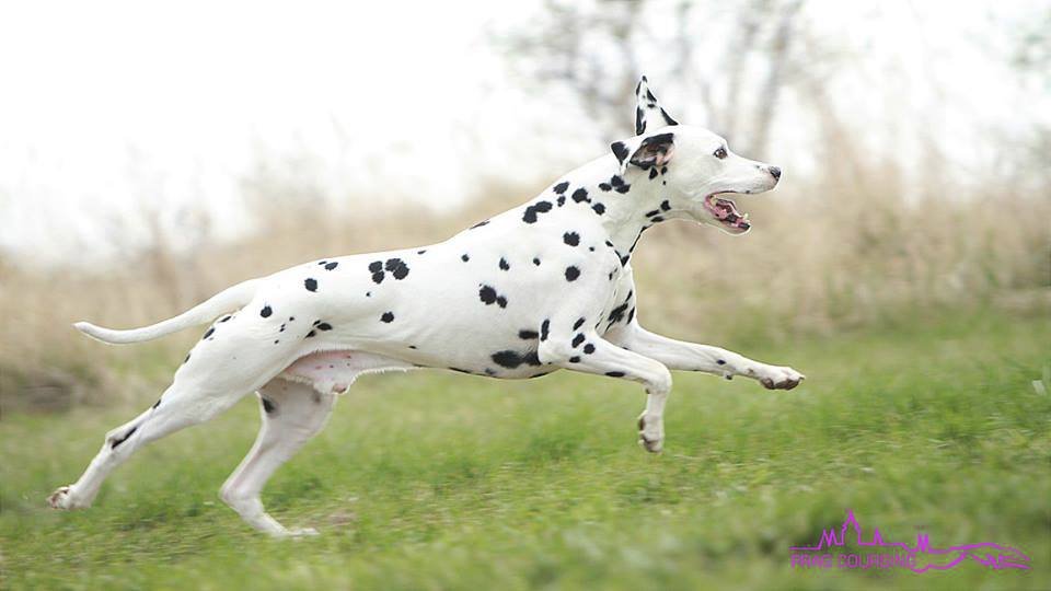 O víkendu 4. a 5. května se u vesničky Ješín konají psí závody Speedmaster.