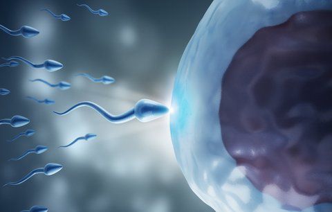 Muži se stravou plnou bílkovin mají syny s lepšími spermiemi, tvrdí vědci