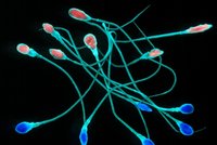Mužské sperma uklidňuje ženy: Funguje jako antidepresivum