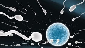 Jen ty nejšikovnější spermie mají šanci na úspěch.