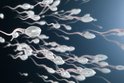 Japonští výzkumníci z univerzity ve městě Kjóto zkoumali způsob, jakým plavou spermie. A světe div se! Pohyb mužských pohlavních buněk prý popírá zákony fyziky, konkrétně Newtonův třetí pohybový zákon!