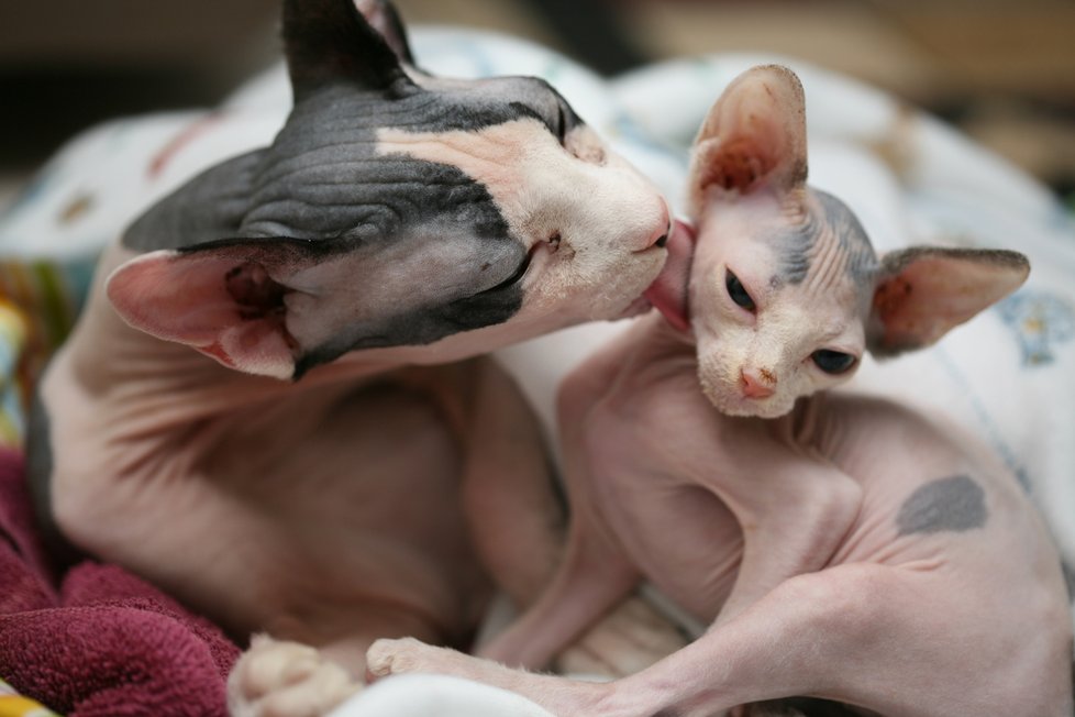 Sphynx, kočka, která nemá ráda samotu.