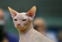 Sphynx: Kočka pro alergiky? Ne tak docela