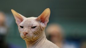 Nahé plemeno Sphynx.