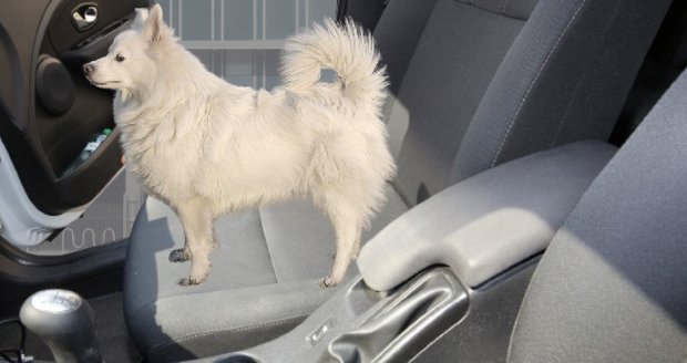 Nečekaný spolucestující: Řidičce naskočil do auta neznámý pes