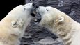 Na Špicberkách žije kolem tří tisícovek ledních medvědů. Jsou hlavním lákadlem, za kterým sem dnes směřují stovky turistů.