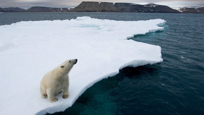 Svalbard čili Chladný kraj, po našem Špicberky. Tisíc kilometrů od norských břehů leží studené království medvěda ledního.