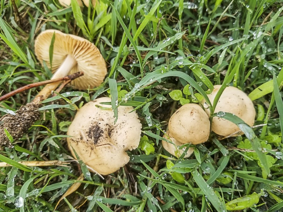 Špička obecná také patří mezi první houby, které po dešti vyrazí. Roste hlavně na mezích a zahradách, ale můžete na ni narazit i v lese. Nemá prsten, typické jsou pro ni světlé, řídké a tlusté lupeny a velmi pružná noha.