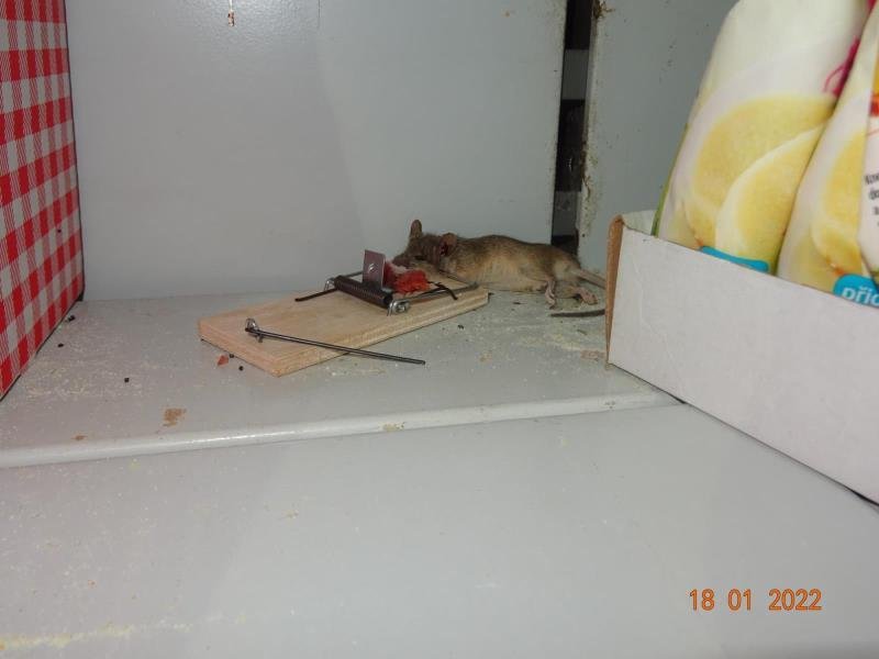 Mrtvé myši mezi jídlem nebyly žádnou výjimkou.