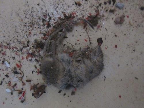 Mrtvé myši a jejich trus v restauraci v Rychalticích
