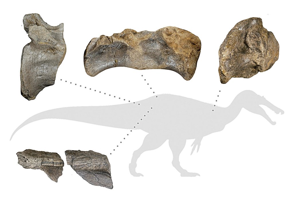 Části, ze kterých byla rekonstruována podoba dinosaura