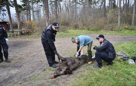 Spisovateli z Kladna řádilo prase na půdě: Spadlo ze střechy, zastřelit ho musel myslivec