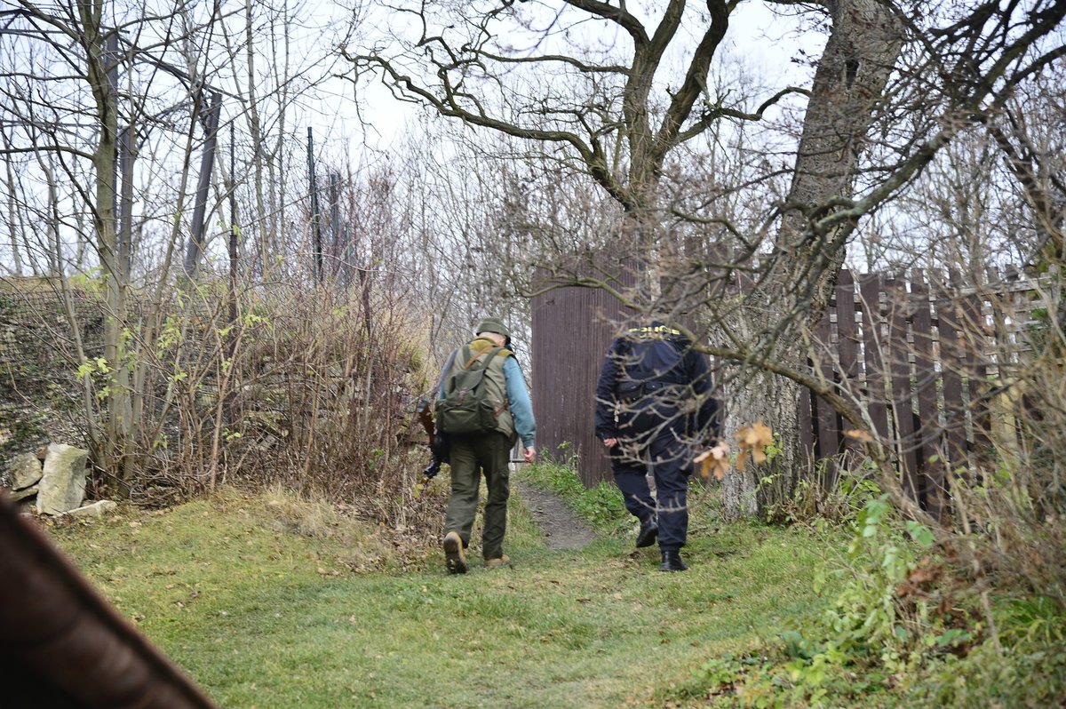 Spisovateli z Kladna řádilo prase na půdě: Spadlo ze střechy, zastřelit ho musel myslivec