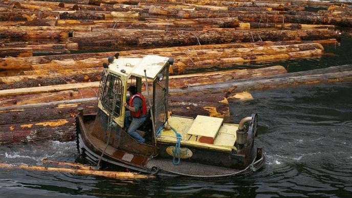 Splavování dřeva v Kanadě