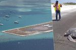 Srdcervoucí záběry z Malediv: Želva se vrátila naklást vajíčka na rodnou pláž, našla jen asfalt nové ranveje