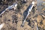 Na pláži ležely stovky mrtvých žralůčků: Zaživa jim uřízli ploutve a hodili je zpět do moře