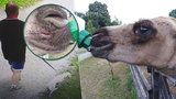 Mládě velblouda pokousal v zoo pes: Majitel zbaběle utekl a ujel, zlobí se zahrada
