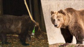 Mladý méďa se toulá Beskydami: Vyhnal děti z tábora, byl od něj 300 metrů! 