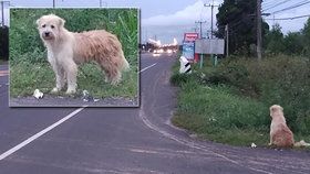 Dojemný příběh věrného psa: Čtyři roky čekal na místě, kde vypadl majiteli z korby auta