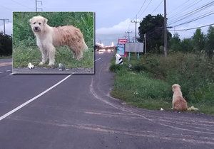 Dojemný příběh věrného psa: Čtyři roky čekal na místě, kde vypadl majiteli z korby auta