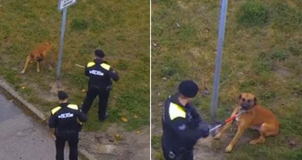 Drama v České Lípě: Policie střílela po psovi agresivních opilců