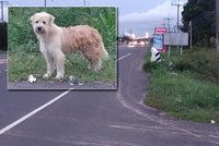 Dojemný příběh věrného psa: Čtyři roky čekal u silnice, kde se ztratil majitelům