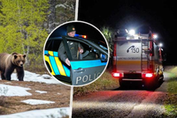 Medvěd u Detvy rozsápal Jána (†59): Zvíře k němu přilákali?! Starostové zuří