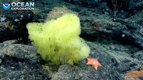 Fascinující nález v moři: Žlutá houba a růžová hvězdice připomínají animované postavy