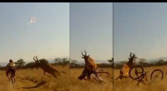 VIDEO: Neuvěřitelné! Cyklistu srazila antilopa, zachránila ho helma