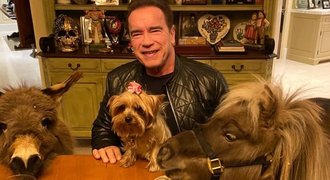 Schwarzenegger brojí proti koronaviru, na pomoc má poníka s oslíkem