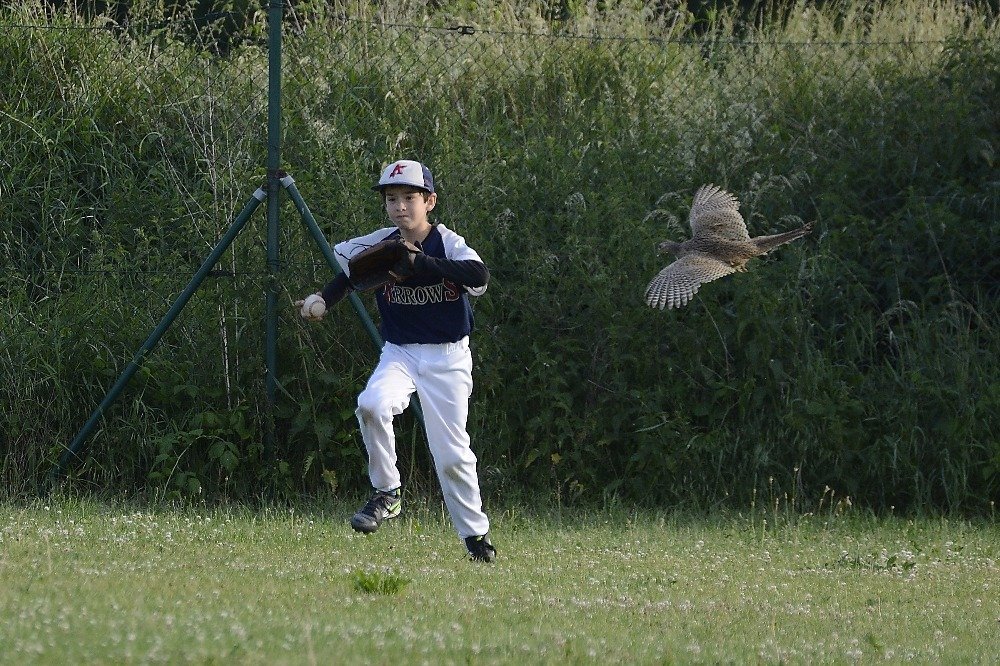 Nečekaný střet na baseballovém hřišti. Jan Kubala z Arrows Ostrava čelí náletu vyplašené koroptve.