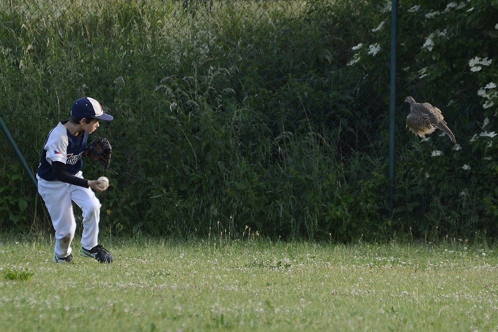 Nečekaný střet na baseballovém hřišti. Jan Kubala z Arrows Ostrava čelí náletu vyplašené koroptve.