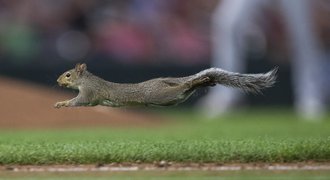 MLB se baví, blesková veverka v Minnesotě ukradla první metu