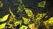 Nejen vedení, ale i fanoušky a hráče Borussie Dortmund postihla obrovská tragédie