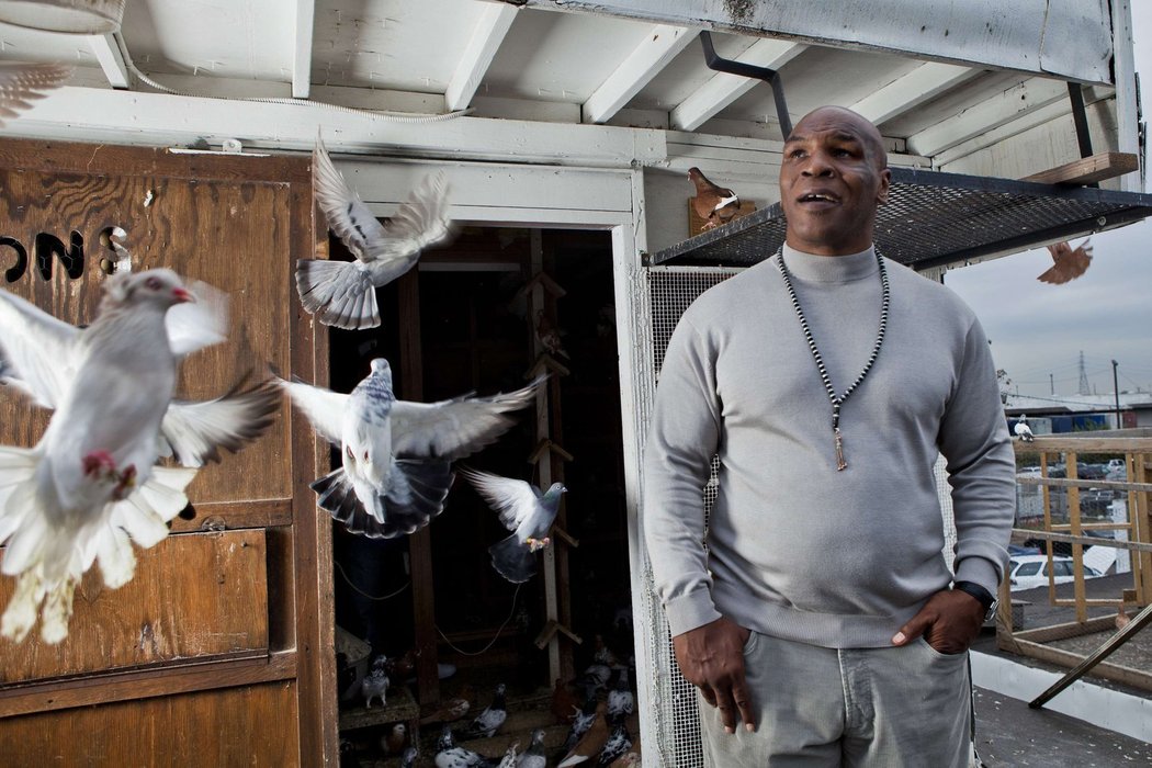 Mike Tyson ve svém holubníku
