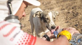 Novinky z běhu: stáří vpřed, pes zaběhl nejtěžší ultramaraton světa