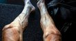 Unavené nohy polského jezdce Pawla Poljaňského jsou mezi fanoušky Tour velkým tématem