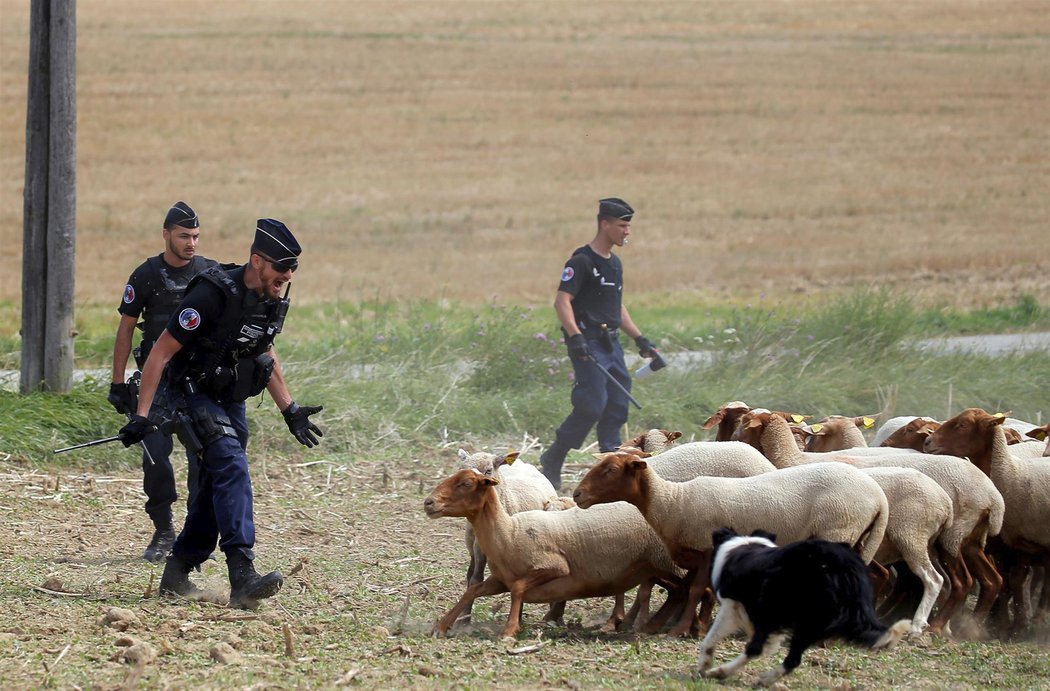 Policisté museli na Tour de France krotit nejen neukázněné diváky.