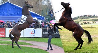 České dostihové hvězdy: Nagano Gold, Theophilos i šampioni z velkých akcí