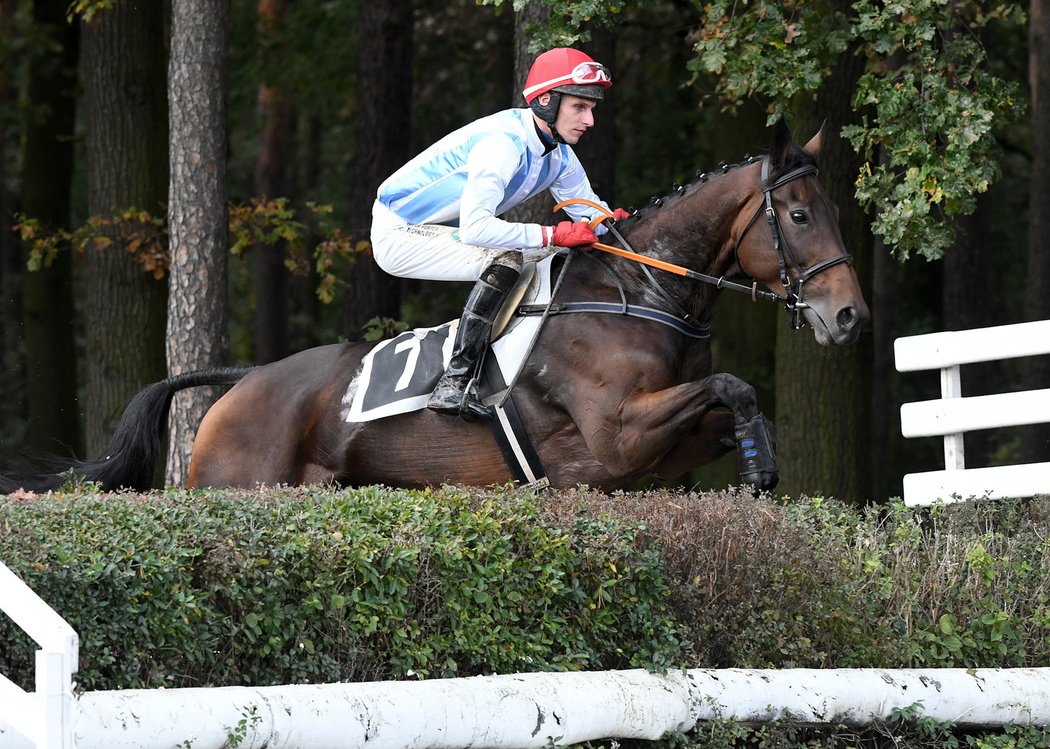 Devítiletá klisna Izynka (stáj Hudec-Olehla) se bude s žokejem Lukášem Matuským snažit o start na 130. Velké pardubické steeplechase---