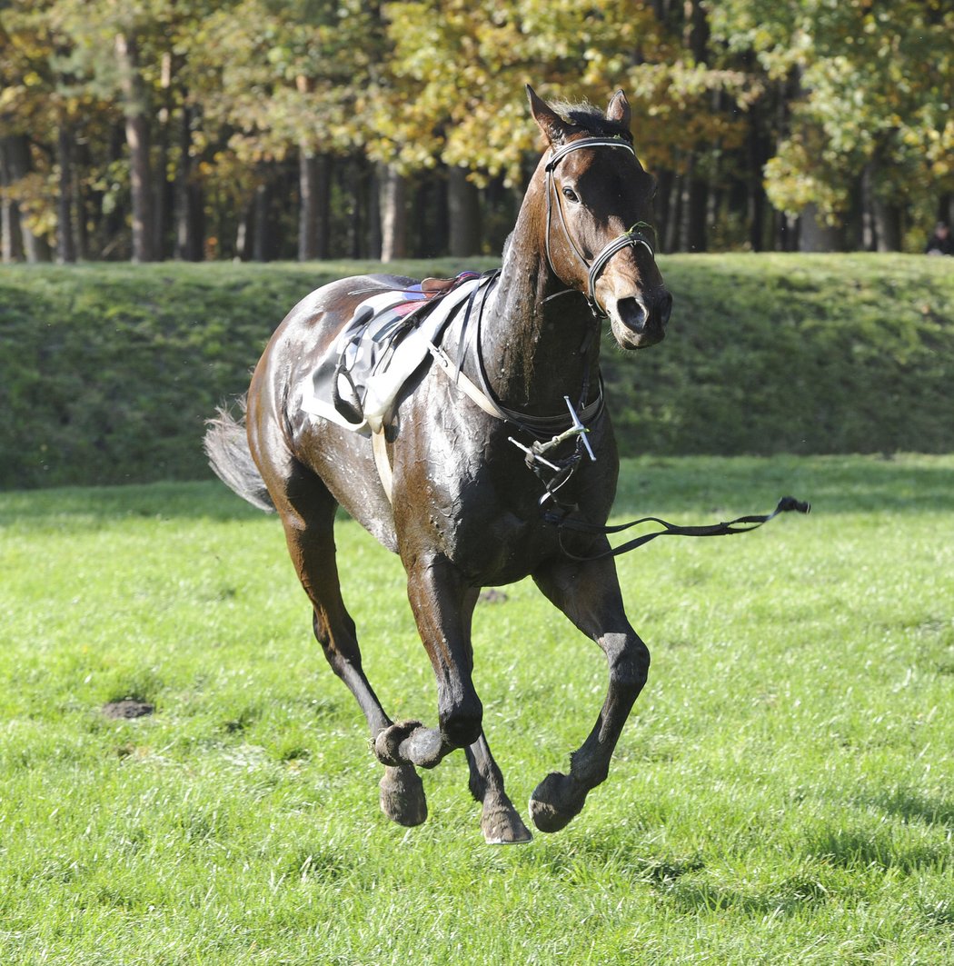 Velkou pardubickou pojede také kůň, který se jmenuje Moula