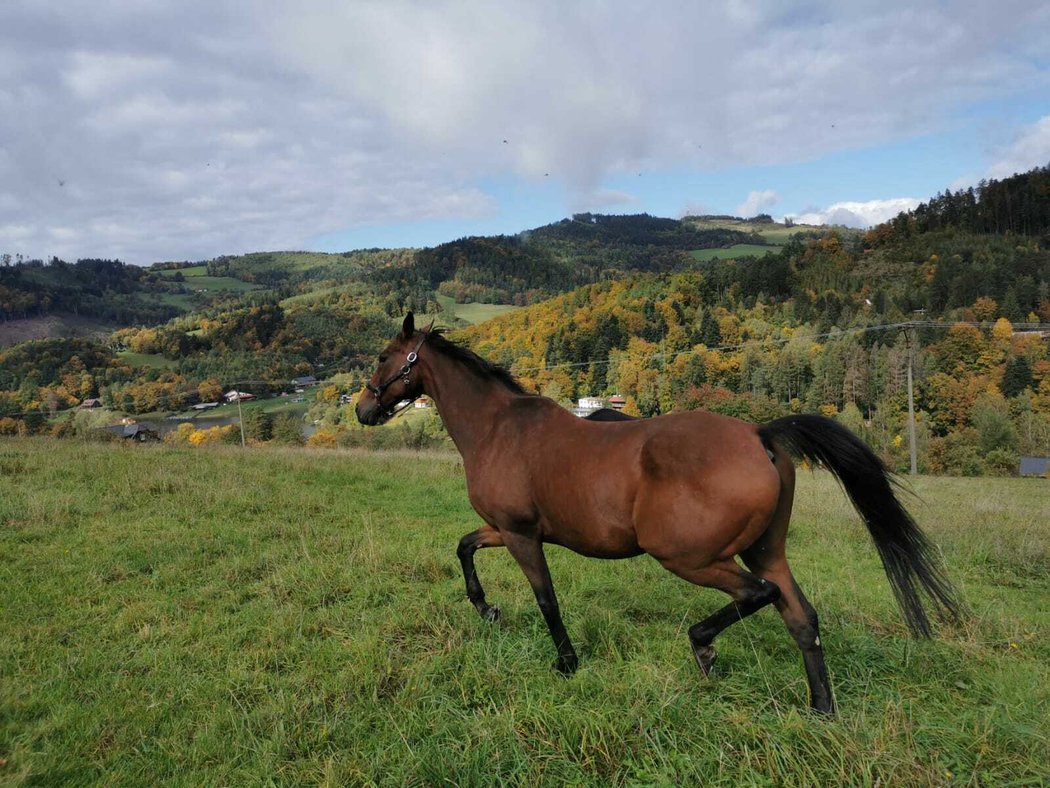 Hegnus se vrací do Pardubic