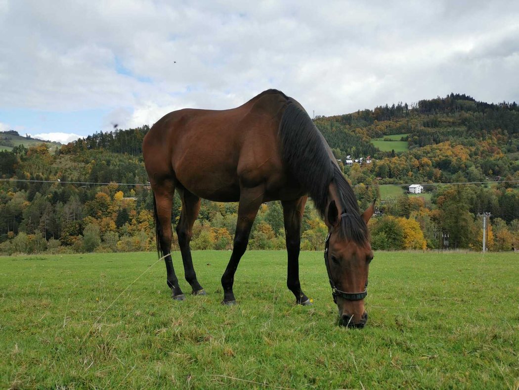 Hegnus se vrací do Pardubic