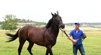 Nagano Gold: Legendární kůň se vrací domů. Závodil i před královnou