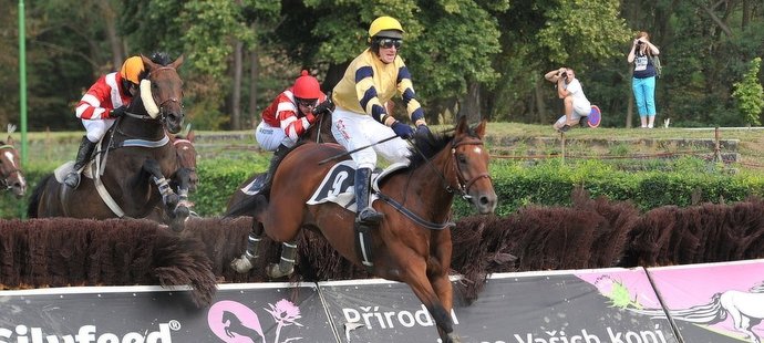 Sedmiletý Reaper (Stáj Wrbna), syn dvojnásobné vítězky Registany, se postaví na start Velké pardubické steeplechase s Českou pojišťovnou.